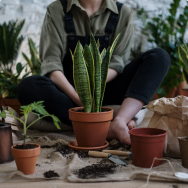 Planters pots for plants